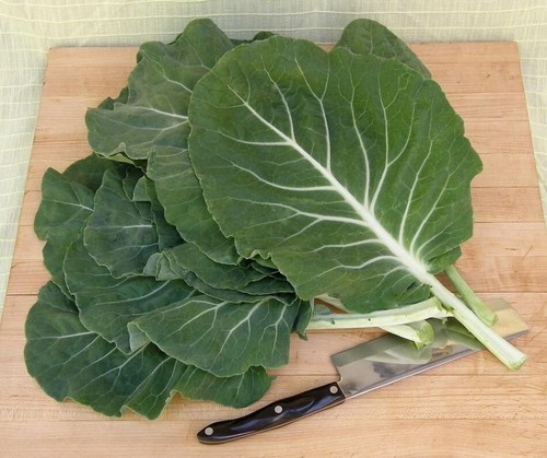 Beira cabbage sea kale - cabbage,