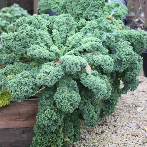 Kale plants pot - plants,,