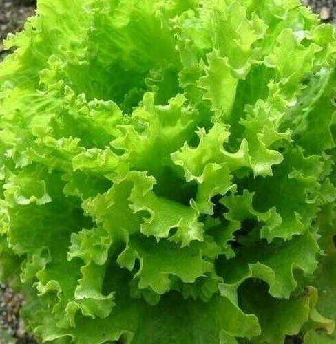 Salad bowl lettuce seeds - salad,