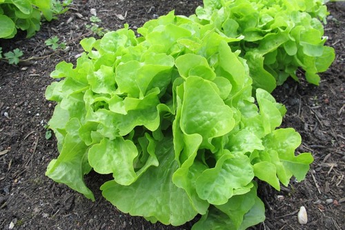 Oakleaf leaf lettuce seeds - lettuce,