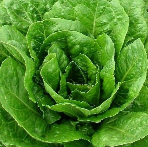 Butter crunch lettuce seeds - butter,