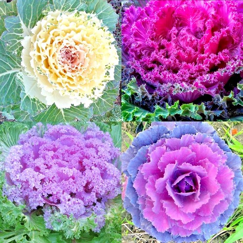 200 ornamental kale autumn - ornamental,