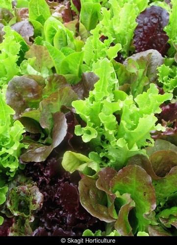 800 leaf lettuce - leaf,