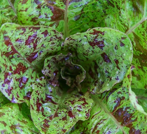 Freckles romaine lettuce seeds - freckles,