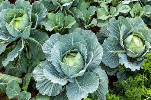 500 all seasons cabbage seeds - 500,