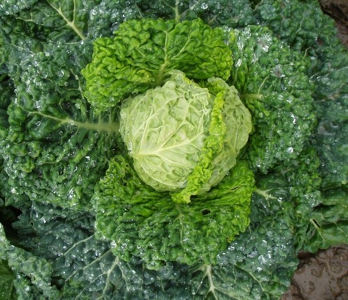 Cabbage seeds savory - cabbage, seeds,