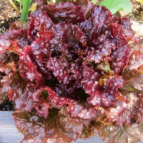 Ruby red leaf - red, lettuce